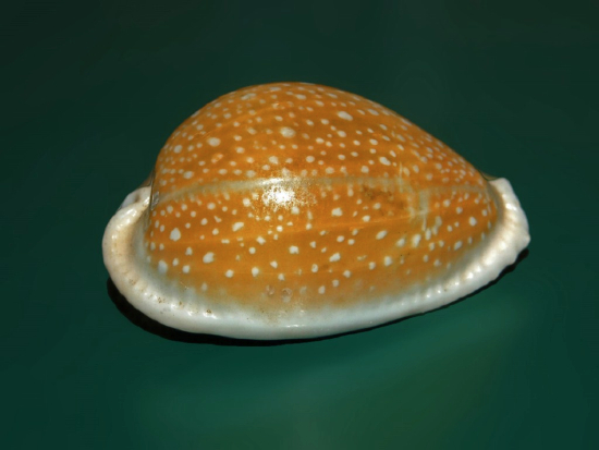  Erosaria miliaris (Millet Cowry)